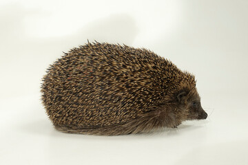 igel