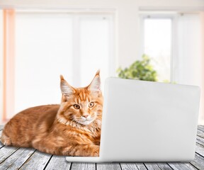 Cute domestic cat lying on computer