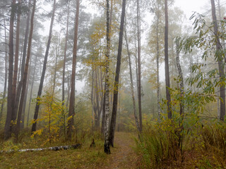 Fragment of autumn birch and pine forest in foggy morning