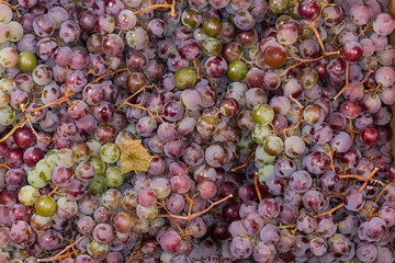 Freshly harvested table blue with white grapes in a container