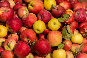 Freshly harvested different apples in container, top view close-up