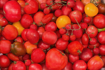 Freshly harvested different tomatoes in container, fragment close-up