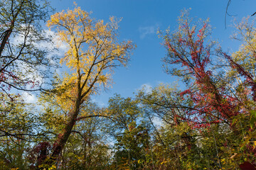 Deciduous trees and climbing plant with autumn leaves in forest