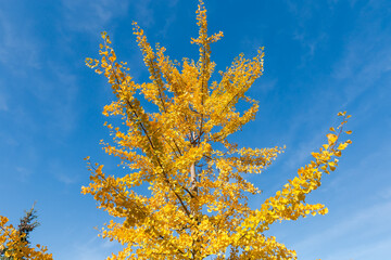 Top of Ginkgo biloba with autumn leaves against blue sky