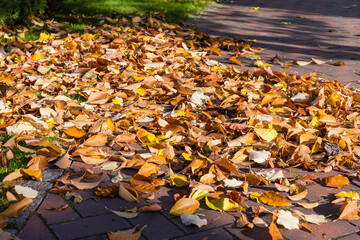 Paved path in park covered with fallen leaves in autumn