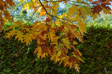 Red oak branch with bright autumn leaves against juniper hedge