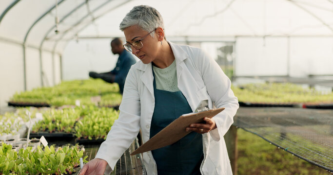 Scientist, woman and checklist for greenhouse plants, farming or agriculture inspection, quality assurance and growth. Senior farmer or science expert check vegetables and clipboard for food security - Powered by Adobe