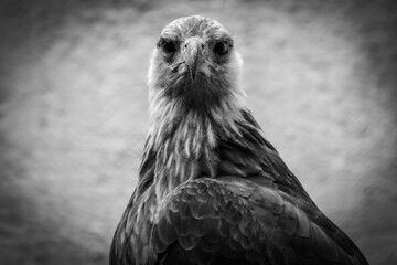 Portrait d'un pygargue de Madagascar