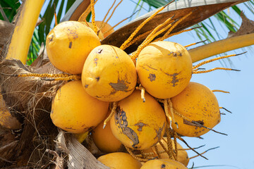 Fresh yellow Coconut palm fruits (Cocos Nucifera) are growing in bunches on coconut palm tree in...