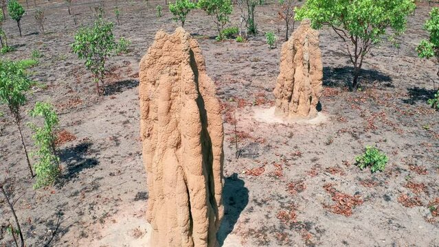 Termite mounds in northern Australia. Wildlife nature and native fauna
