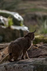 Naklejka premium iberian lynx on the rock