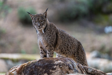 iberian lynx on the rock © Gustavo Palacios