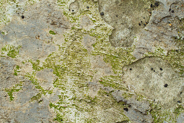Background from textured plastered rough surface