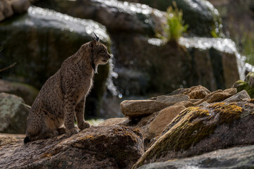iberian lynx on the rock
