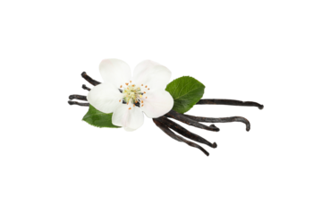 PNG,vanilla pod with a flower, isolated on white background