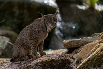iberian lynx on the rock