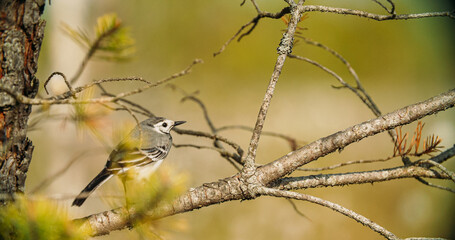Wagtail On Branch. Motacilla Flava Is A Small Passerine In The Wagtail Family Motacillidae, Which Also Includes The Pipits And Longclaws. This Species Breeds In Much Of Temperate Europe And Asia.