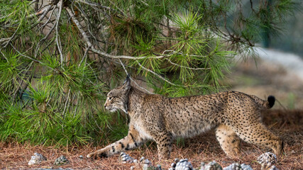 iberian lynx in the forest