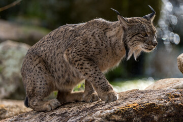 Naklejka na ściany i meble iberian lynx in the wild