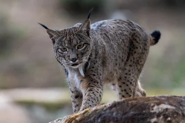 Afwasbaar Fotobehang Lynx iberian lynx in the wild