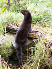 Close up of a American Mink