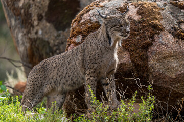 iberian lynx on the ground
