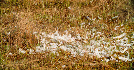 Crane Feathers On An Autumn Meadow, Close-up View . Annual Molt Of Crane. Cranes Family, Gruidae, Of Large, Long-legged, And Long-necked Birds In Group Gruiformes.