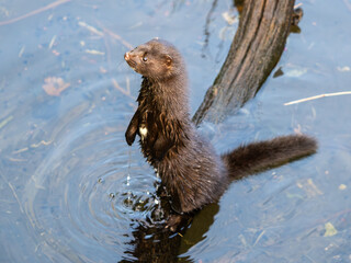 American Mink in a Pond