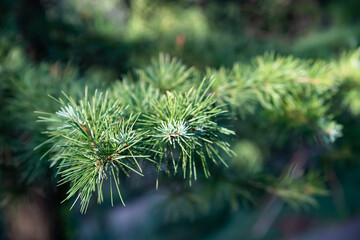 Selective focus. Green cedar tree branches with new needles. Dark background