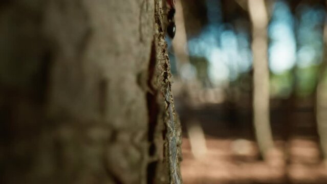 ants walk on a tree trunk