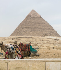 Camel in front of pyramids in hot desert of Egypt in Cairo