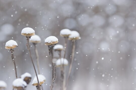 Winter garden scenery , faded flowers covered with snow - Heartleaf Oxeye