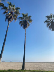 Palmiers à Venice Beach aux Etats-Unis