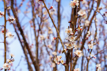 Flowers and flowering trees in early spring. Spring background with copy space