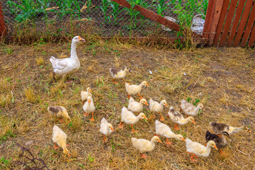 Geese in the village. Background with selective focus and copy space