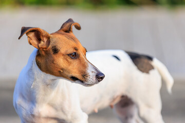 Cute Jack Russell Terrier dog on a blurred backdrop of an urban environment. Pet portrait with selective focus
