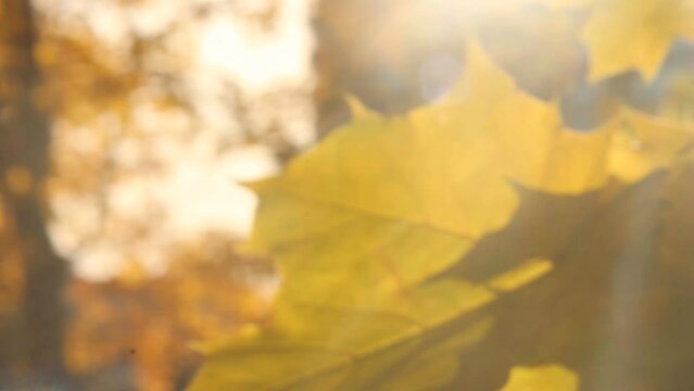 Autumn yellow leaves on a maple tree and the sun's rays shining through them. Close up of maple tree
