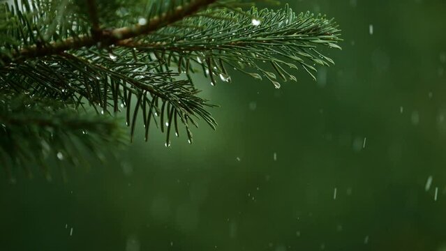 Water Droplets on Green Pine Branch. Raining Shower in Dense Forest, Close-up of Rainfall. Raining day in Coniferous Forest. Slow Motion Rain Drops on Pine Leaf. Heavy Rain Falling Fir Tree Branch. 