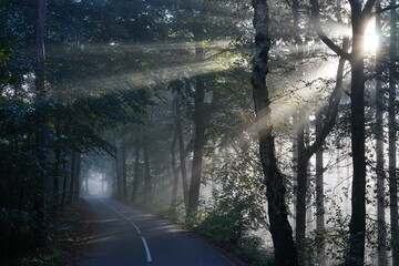 Empty winding road in a misty forest in autumn with beautiful sun rays