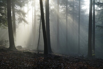 Obraz premium Sun rays in a misty and foggy forest in the morning in autumn