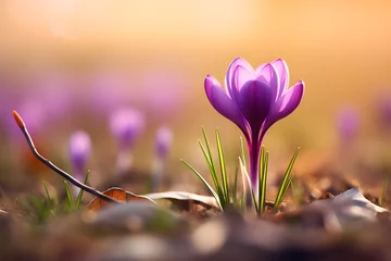 Foto op Plexiglas Beautiful Purple crocus spring flower on blurry grass background blooming during early spring with copy space © Firn