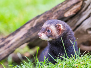 Close up of a Polecat