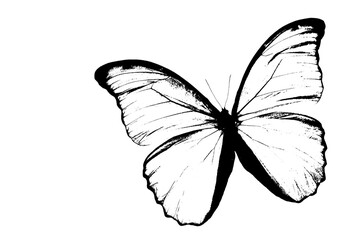 Black and White Morpho Butterfly - obrazy, fototapety, plakaty