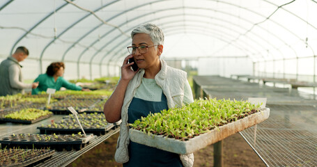 Manager, phone call and greenhouse plants, farming or agriculture communication, growth and agro business management. Senior woman, farmer or supplier talking on mobile with sprout tray and gardening - obrazy, fototapety, plakaty