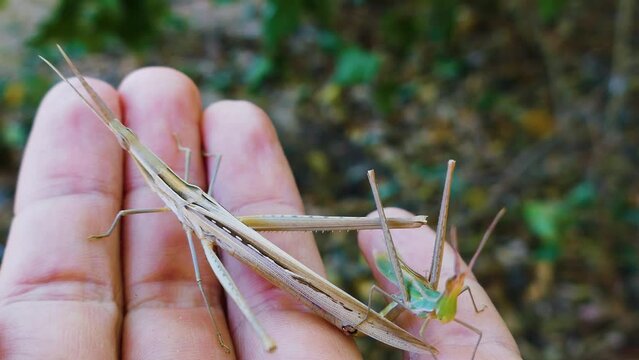 Predatory bush cricket (Saga pedo, small male) copulating in opposition to scientific opinion about parthenogenetic reproduction (only females exist and they breed by themselves)