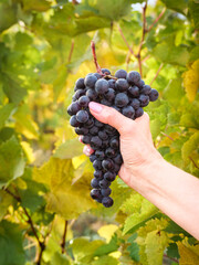Cluster of Cabernet grape in woman hand at blur background of leaves on vineyard in autumn. Ripe bunch of black grape in a hand on harvest season, close up view.