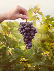 Cluster of Cabernet grape in woman hand at background of green leaves on vineyard. Ripe bunch of black grape in a hand on harvest season, close up view.