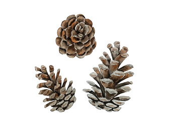 Pine cones brown symbol of Christmas and winter three pieces in different angles isolated white background watercolor drawing