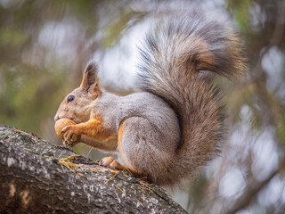 The squirrel with nut sits on tree in the autumn. Eurasian red squirrel, Sciurus vulgaris.