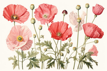 Naklejka premium Creative botanical illustration of poppies on white background